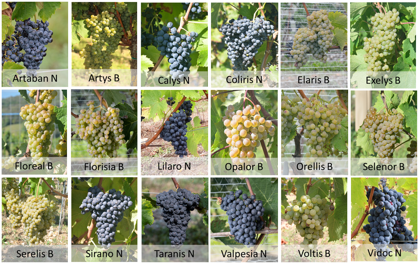 18 vari&eacute;t&eacute;s