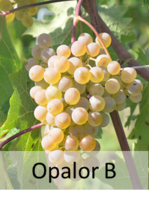 Opalor B