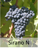 Sirano N