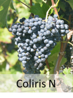 Coliris N