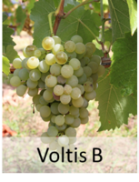 Voltis B