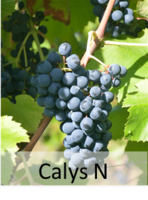 Calys N