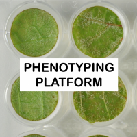 Phenotyping platform
