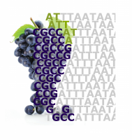 GMV grape seq