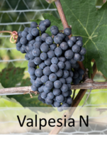 Valpesia N