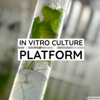 SVQV in vitro